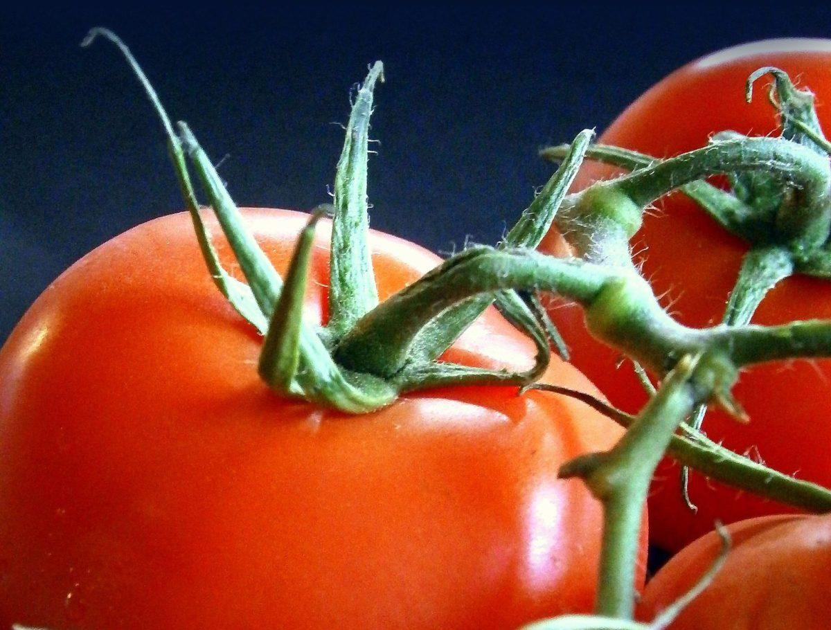 Close-up of a vibrant red tomato with green stems
