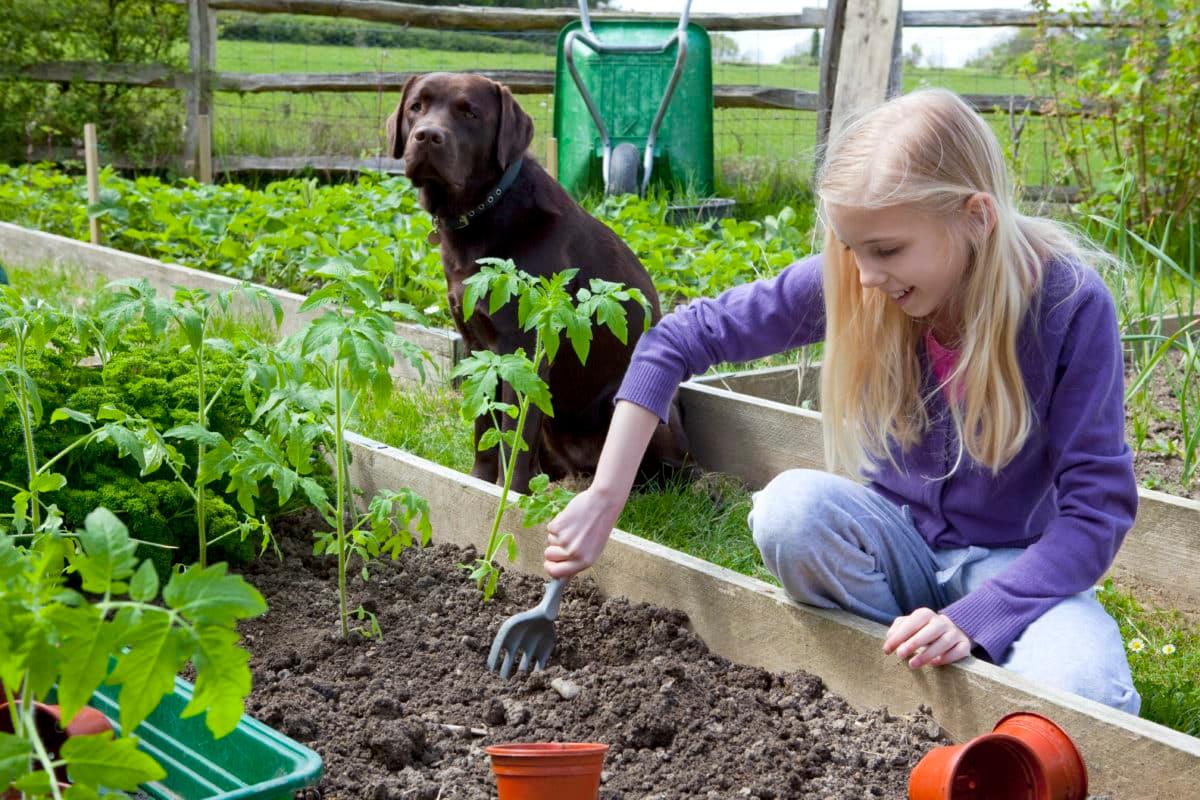 Young girl planting tomato plants in a garden, accompanied by a watchful chocolate labrador.