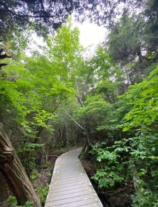 Cedar Swamp Trail in Wellfleet, Cape Cod, a wooden boardwalk through swampland.