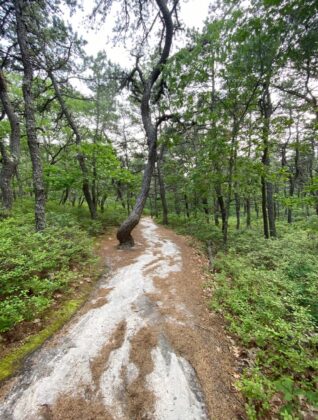 Sandy trail through new growth woods on Cape Cod.