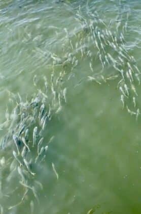 School of small saltwater fish in shallow water