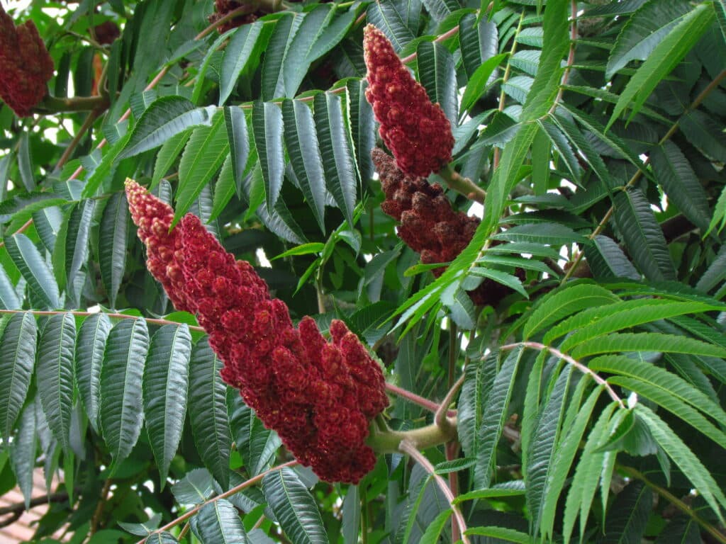 Flowers of the Staghorn Sumac, on a green treelike bush.