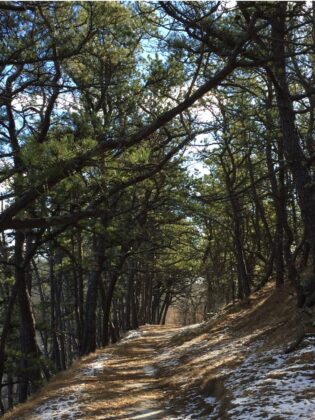 Path through pine woods with a bit of snow on the ground