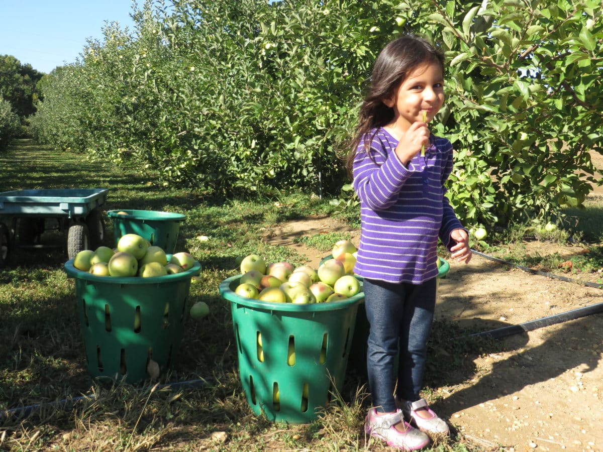 Child standing beside 2 baskets of apples