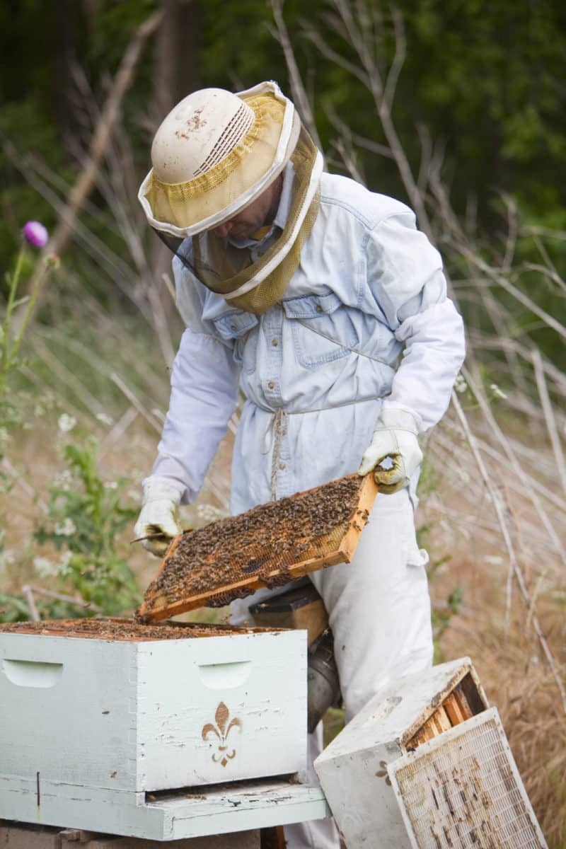 Bee keeper harvesting honey from the comb