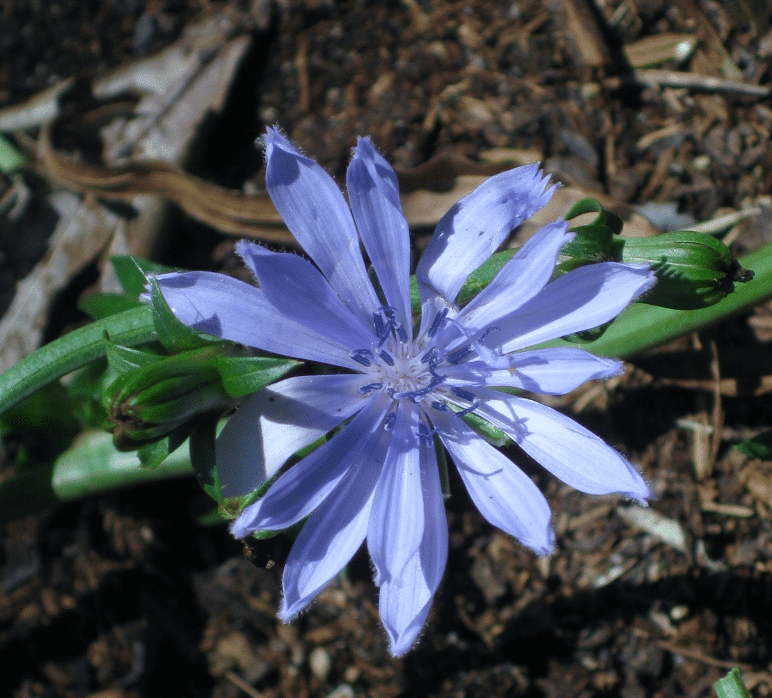 Now, Forager - Chicory Flower Issue 18 From Texas to Minnesota