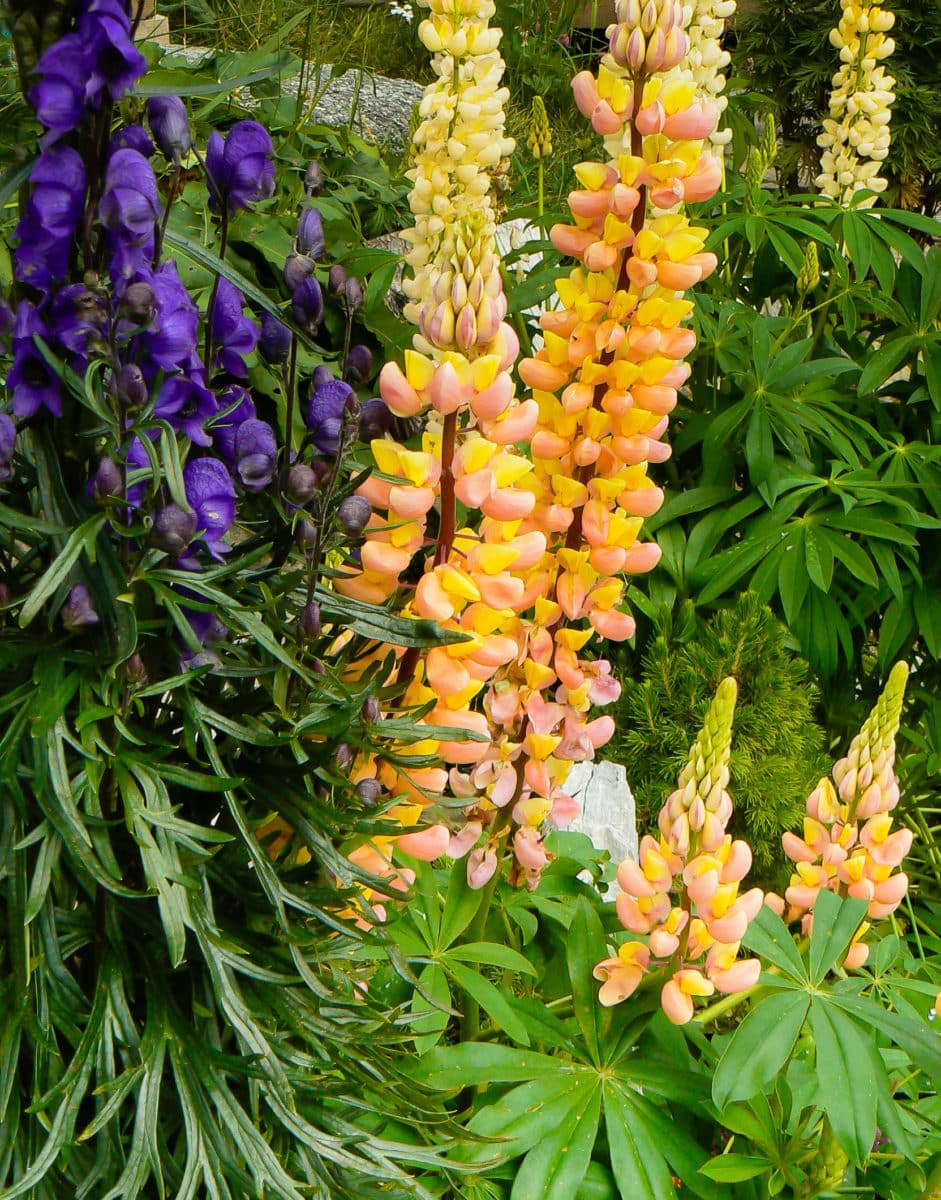coral and yellow lupine