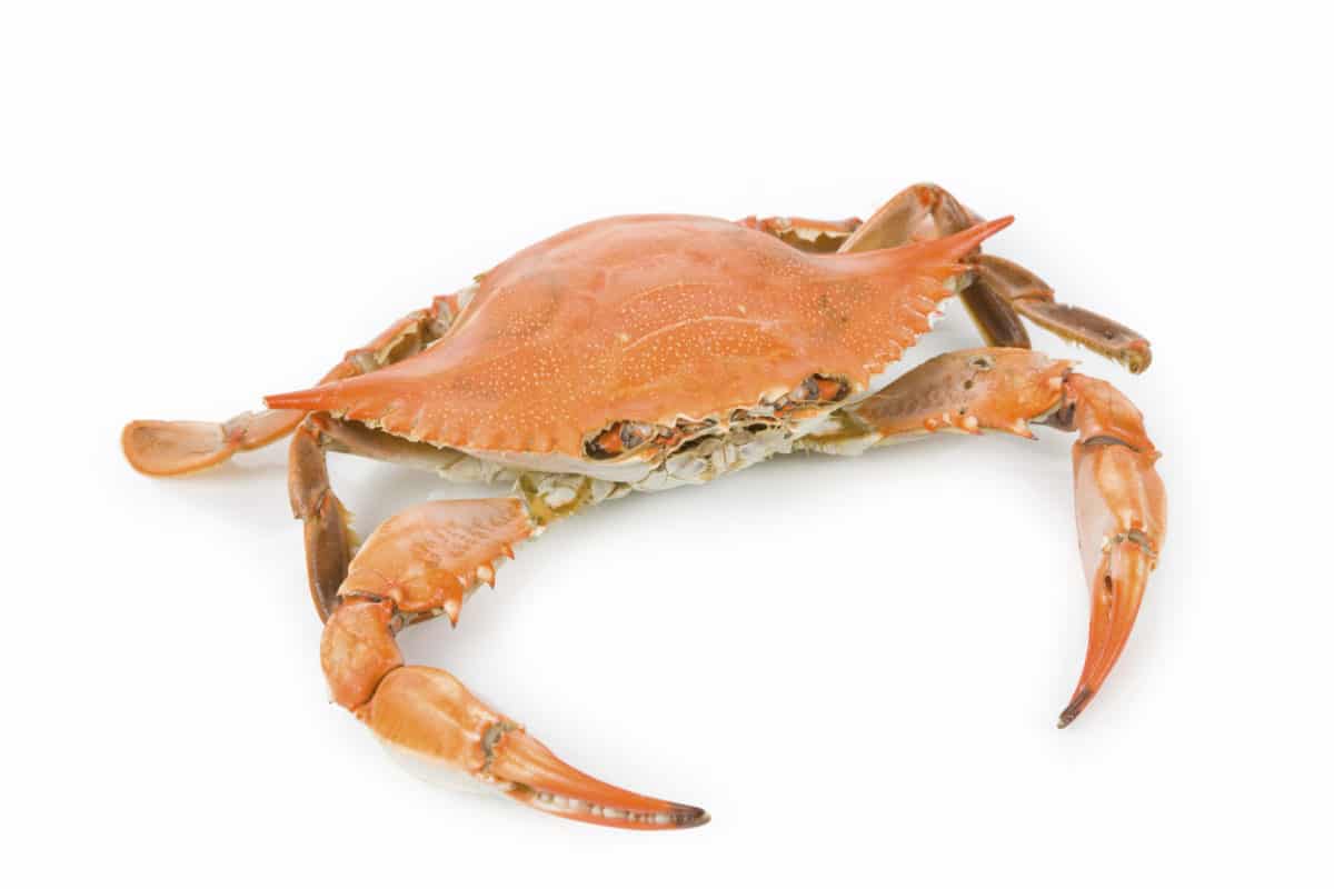 Blue Crab with white background