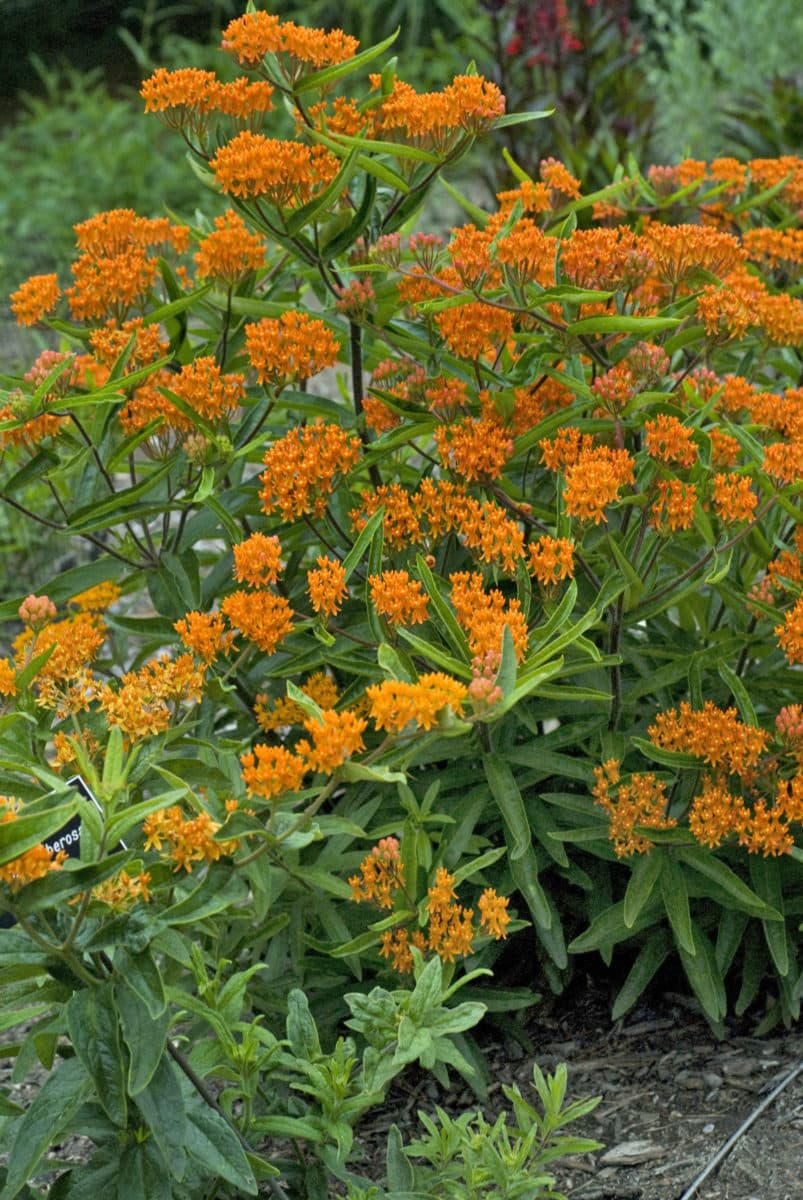 Asclepias tuberosa, orange colored butterfly weed