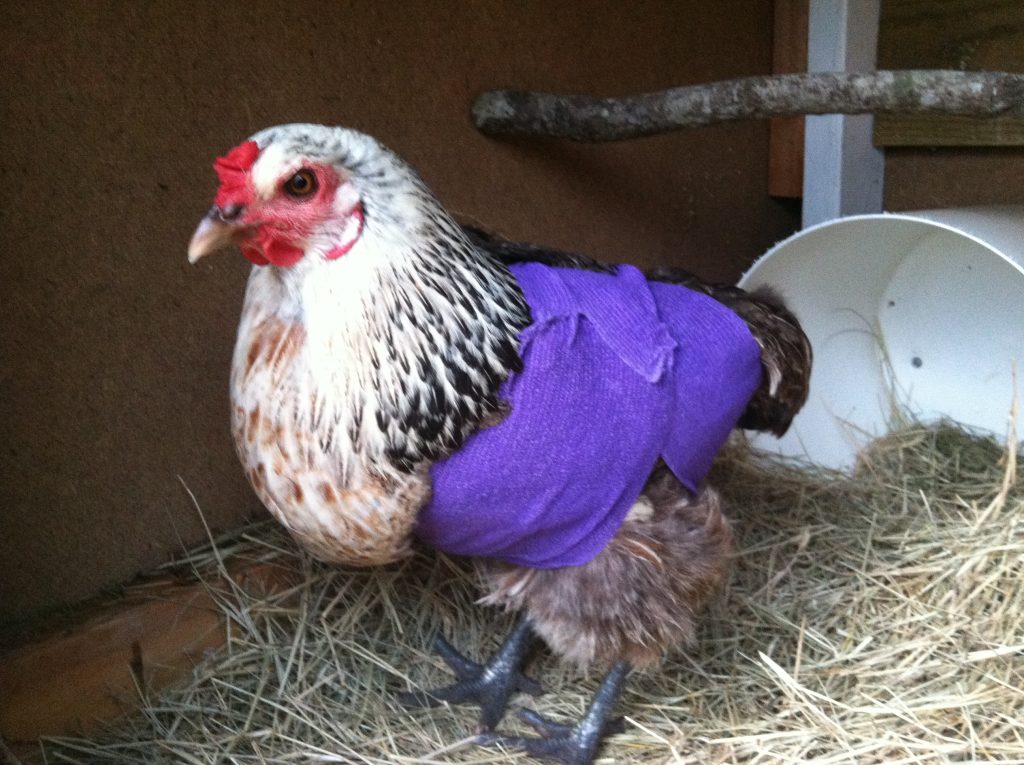 Close-up view of a chicken with vet wrap, indicating a recent injury.