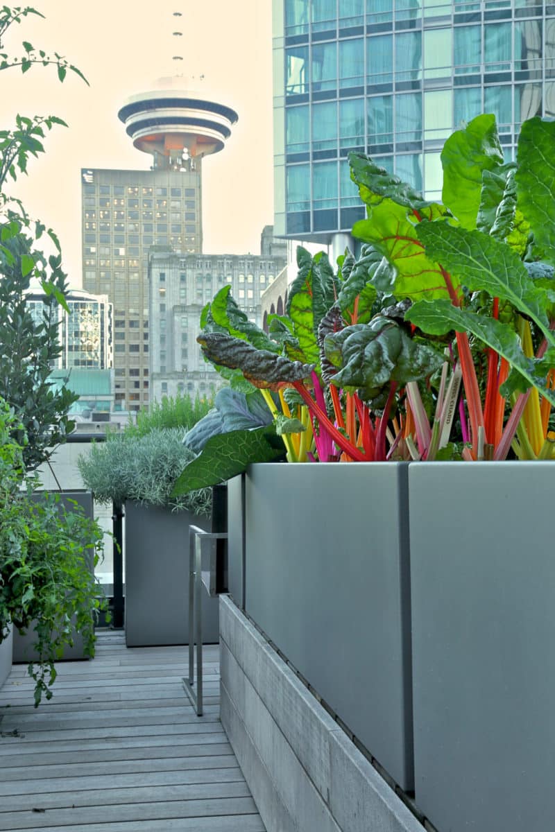 Rainbow swish chard growing on city rooftop