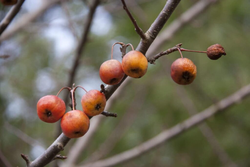 Foraging Expert's Guide to Wild Harvests | The Cook's Cook