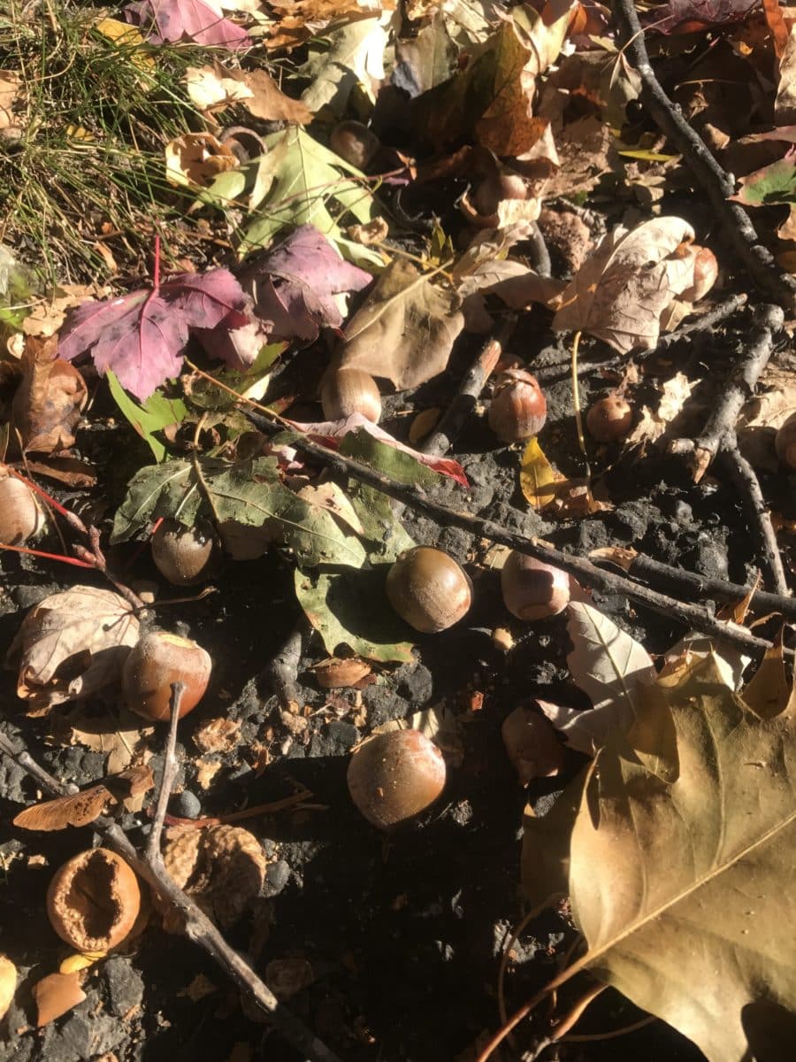 Leaves and acorns on the ground