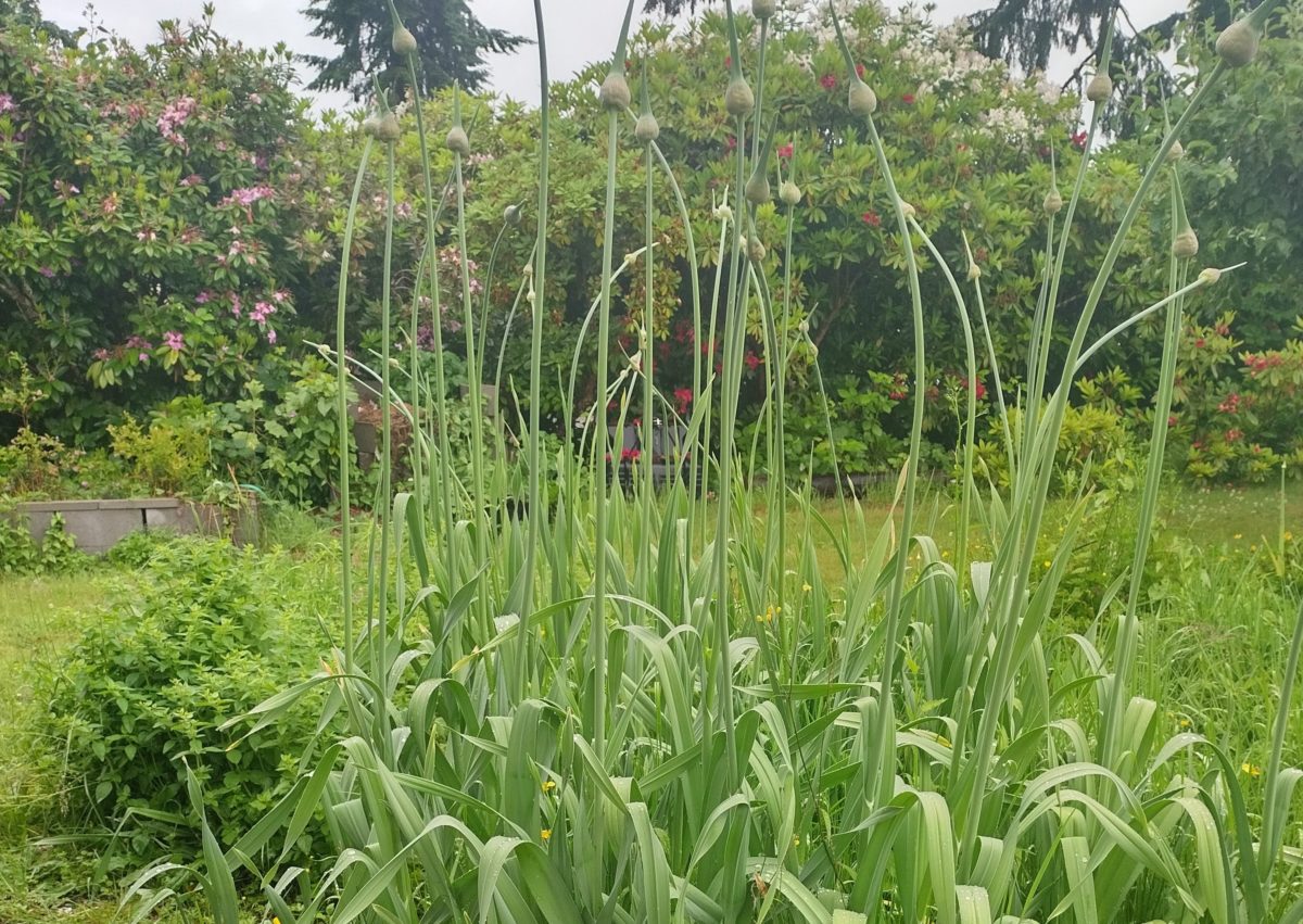 Growing and Preserving Garlic and Onions