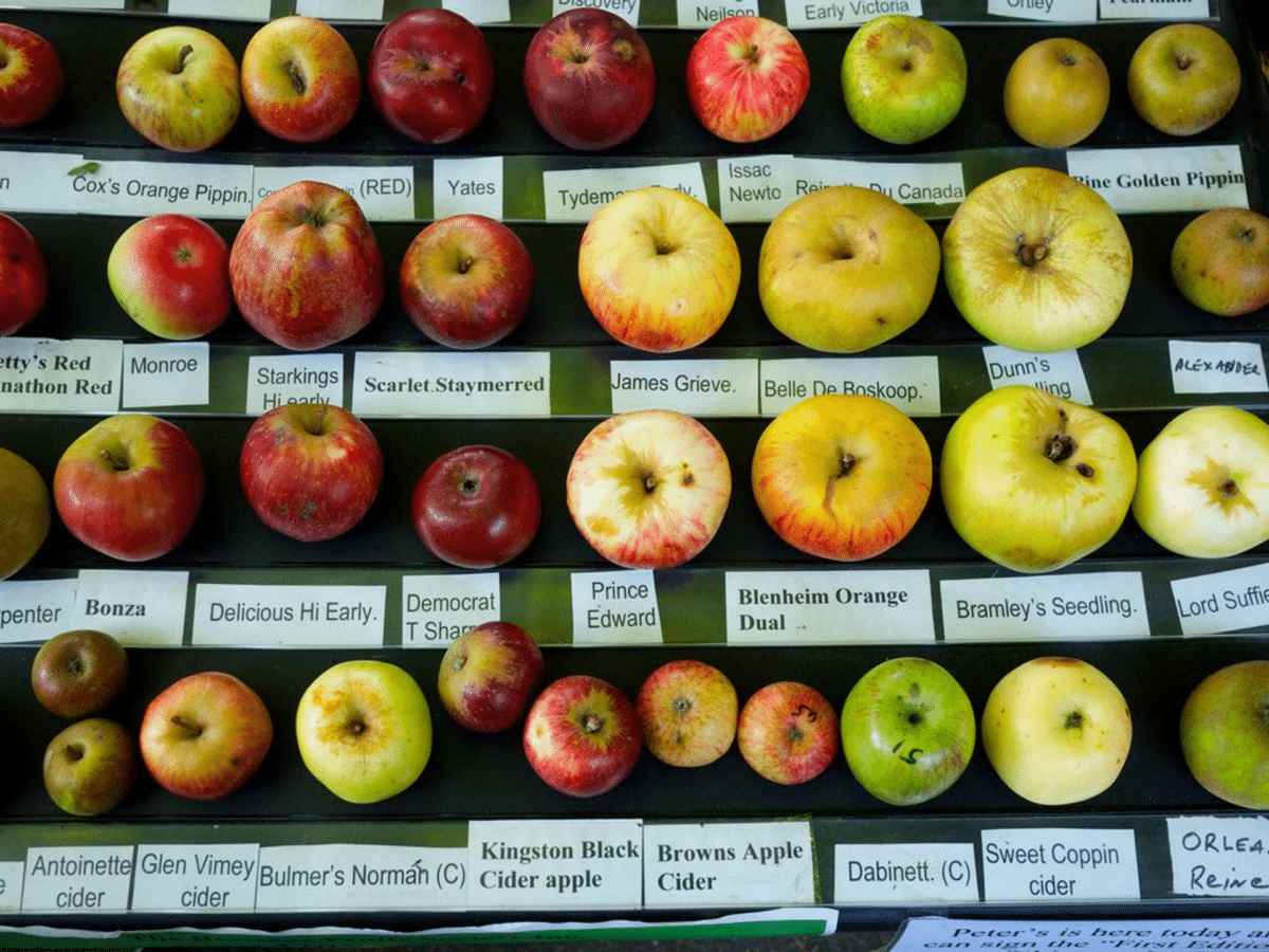 heirloom apples on display