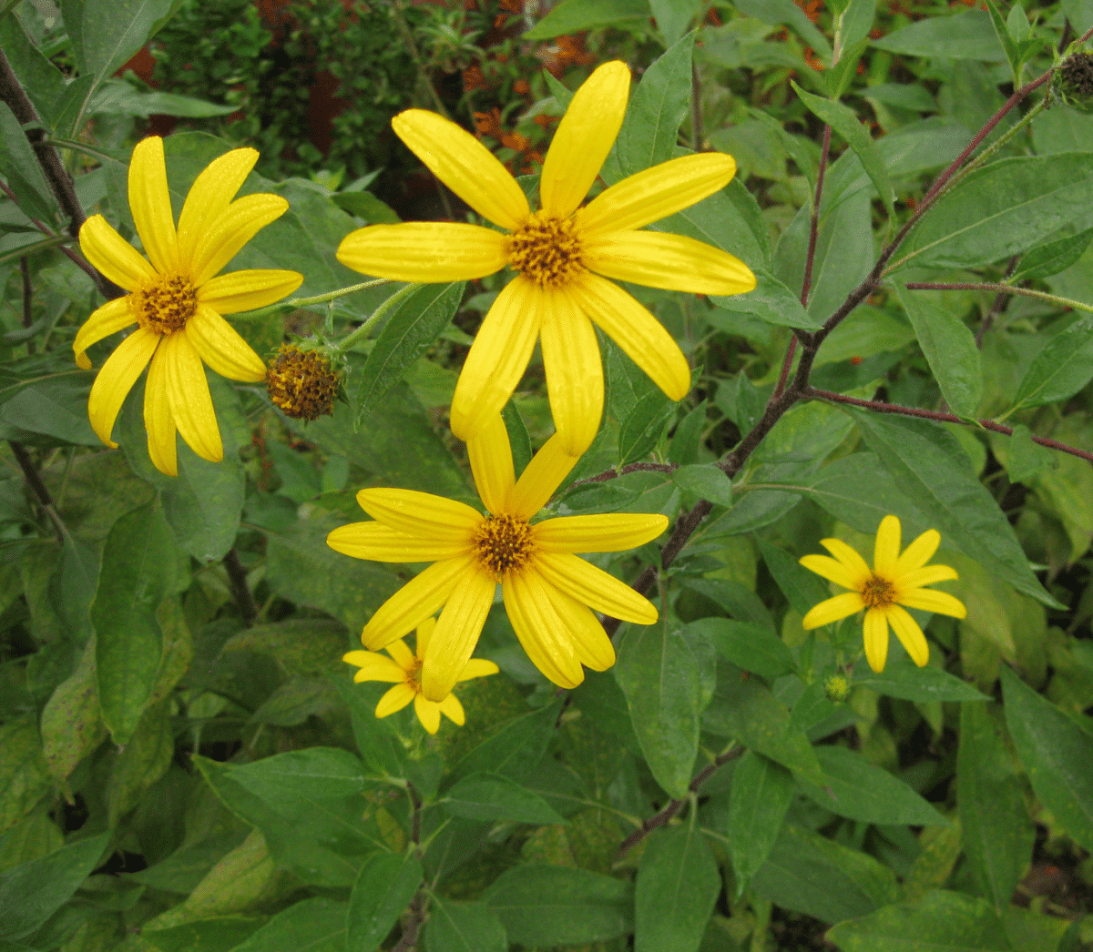 Now, Forager - Jerusalem Artichoke Flowers Issue 18 From Texas to Minnesota