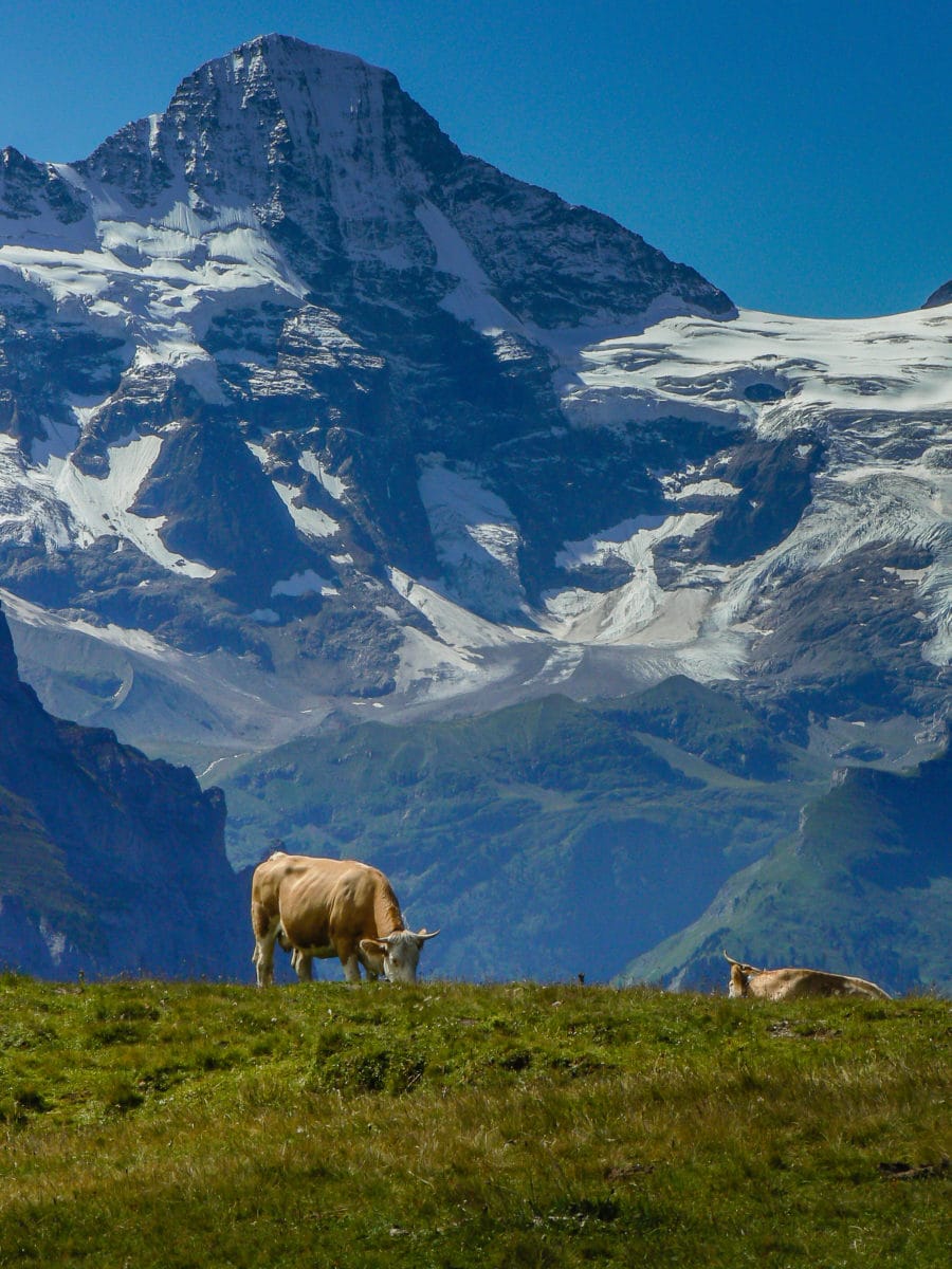 snow capped mountain with cows grazing beneath