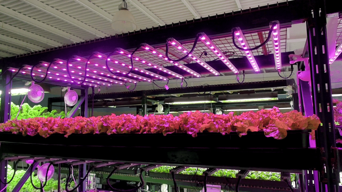 Greens growing under illumitex LED lights