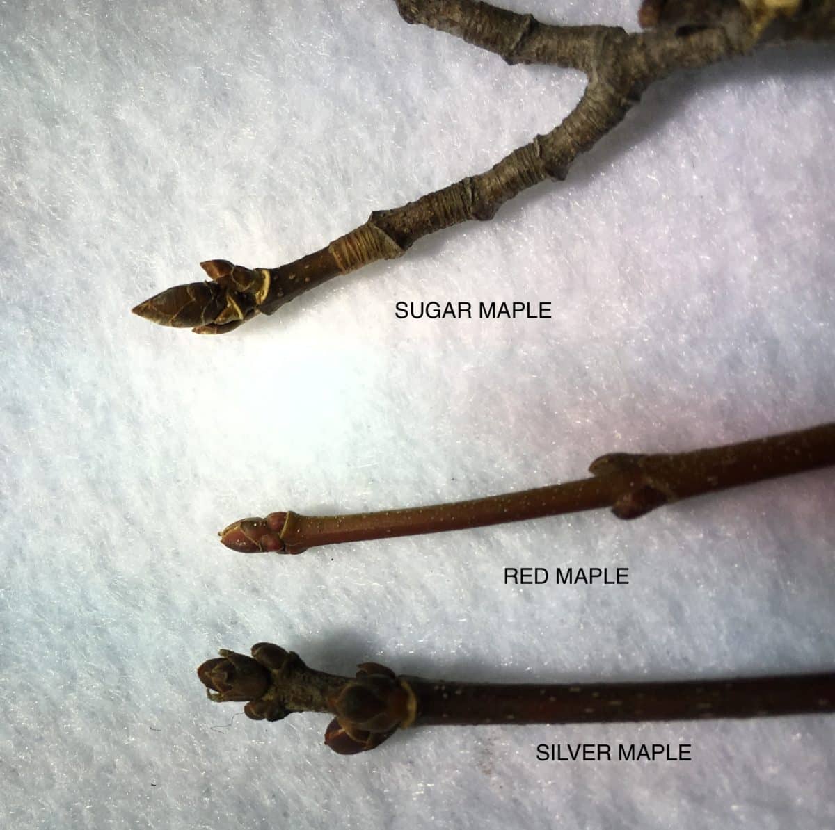 Display of buds of the sugar maple, red maple and silver maple