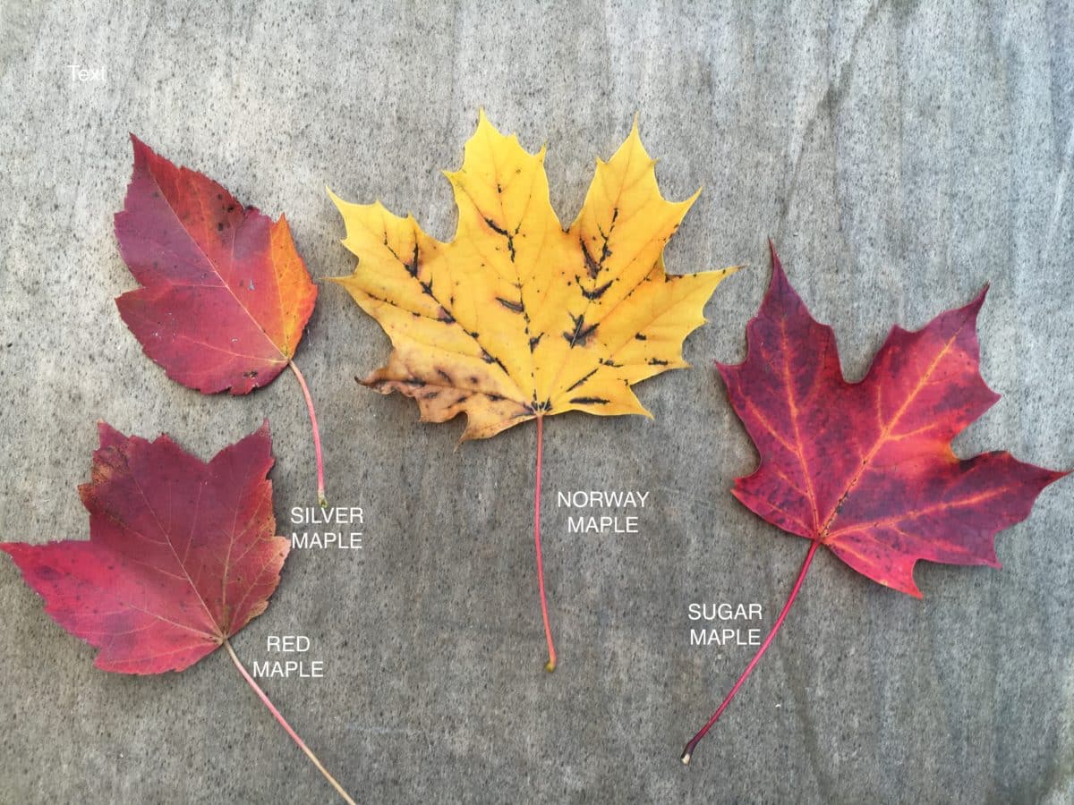 display of red, silver, norway and sugar maple leaves