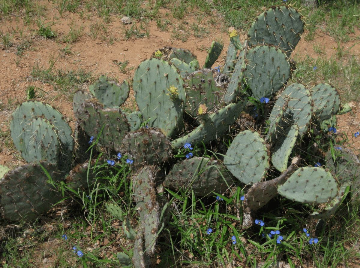 Now, Forager - Cactus Prickly Pear Issue 18 From Texas to Minnesota