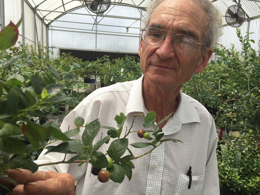 University of Florida Professor Emeritus, Paul Lyrene, examines a hybrid of the deer berry crossed with the familiar highbush blueberry. These hybrids are single steps in the long process of improving a wild plant to meet the challenges of cultivation