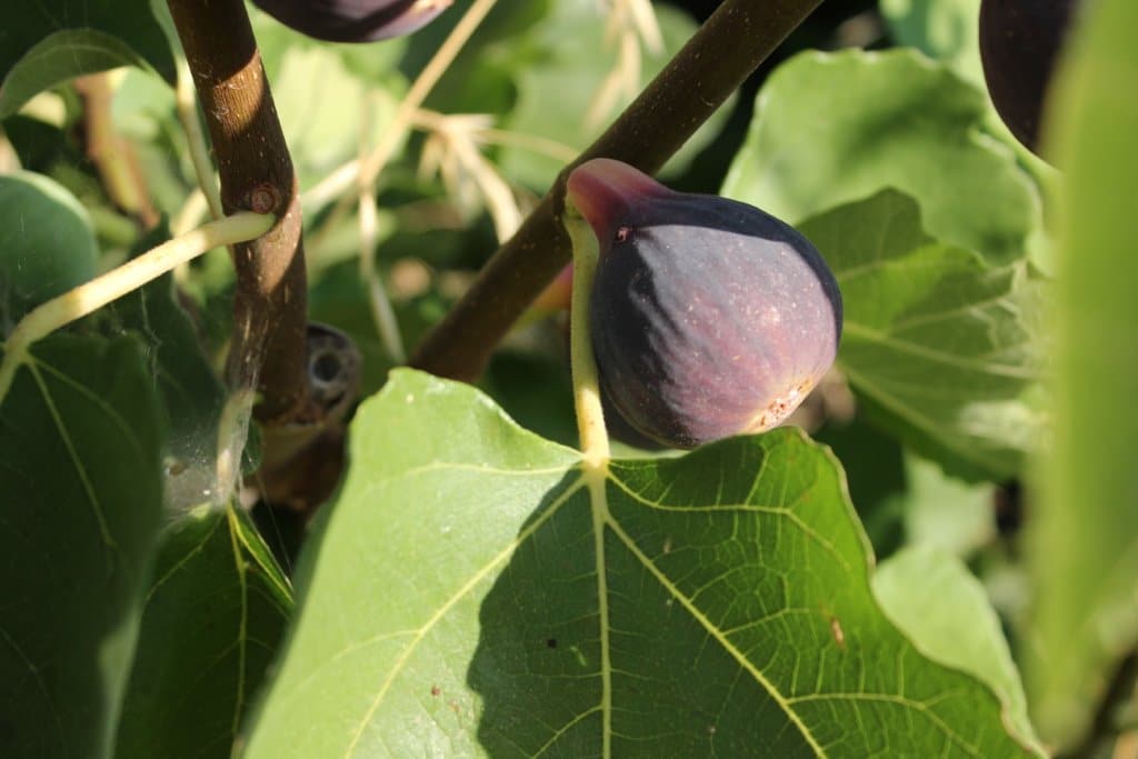 A ripe purple fig on a tree.