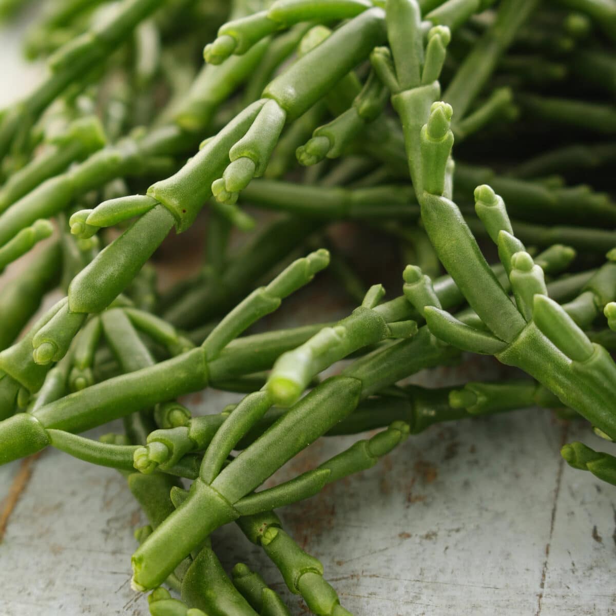 What is samphire? - The Cook's Cook