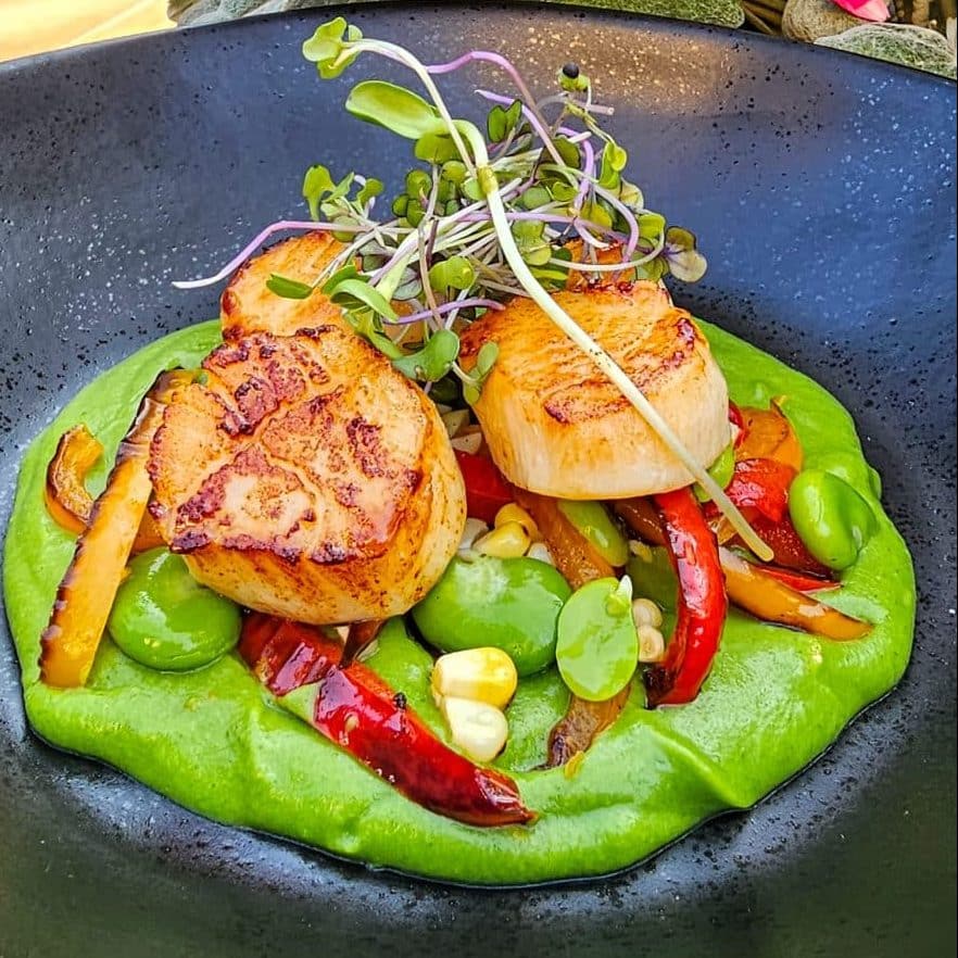 seared scallops and vegetable puree