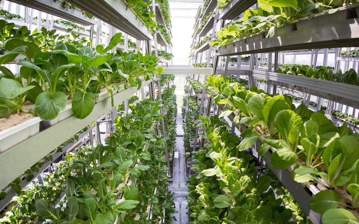 Vertical farming, greens