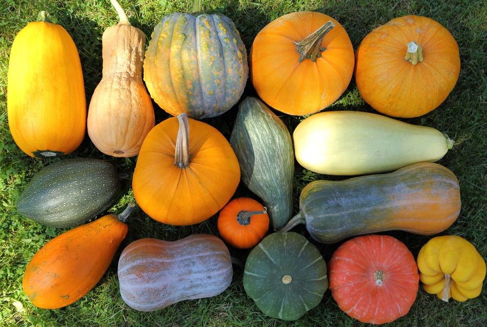 An array of different fall squash varieties