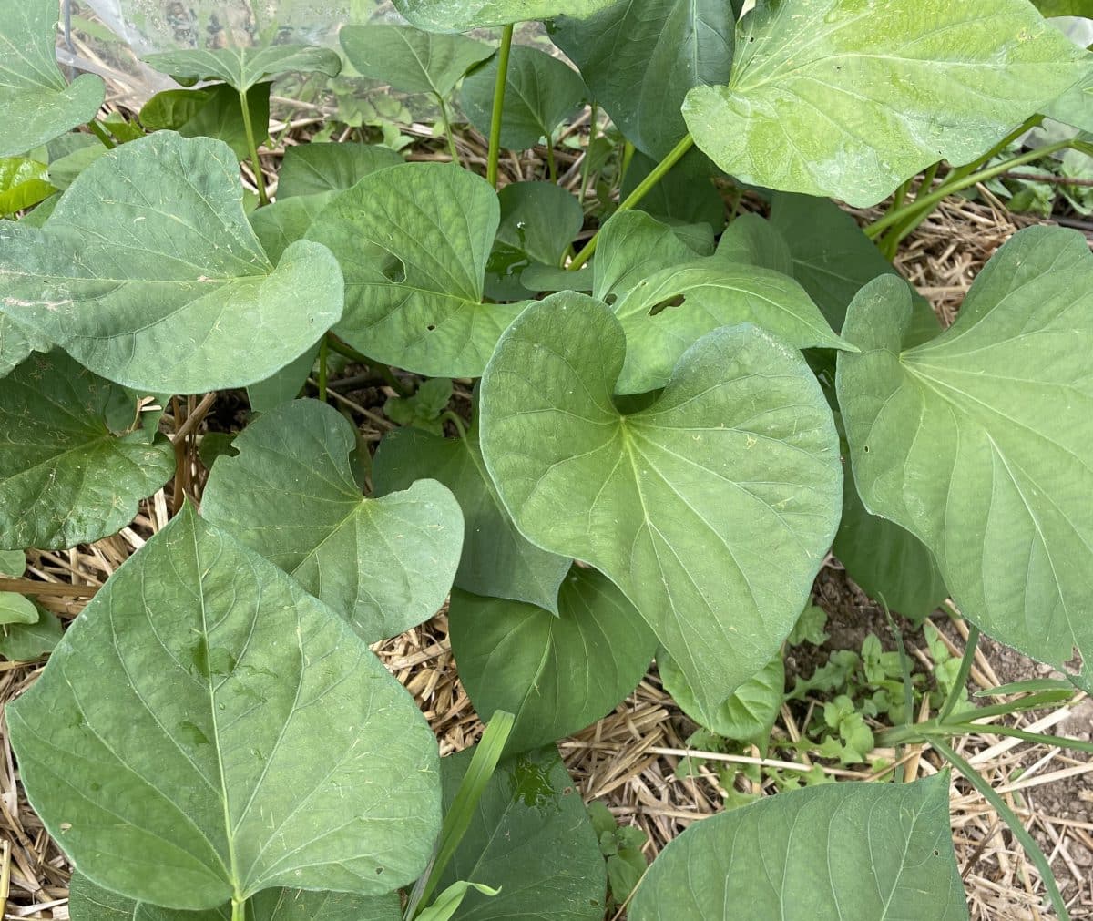 Sweet potato leaves
