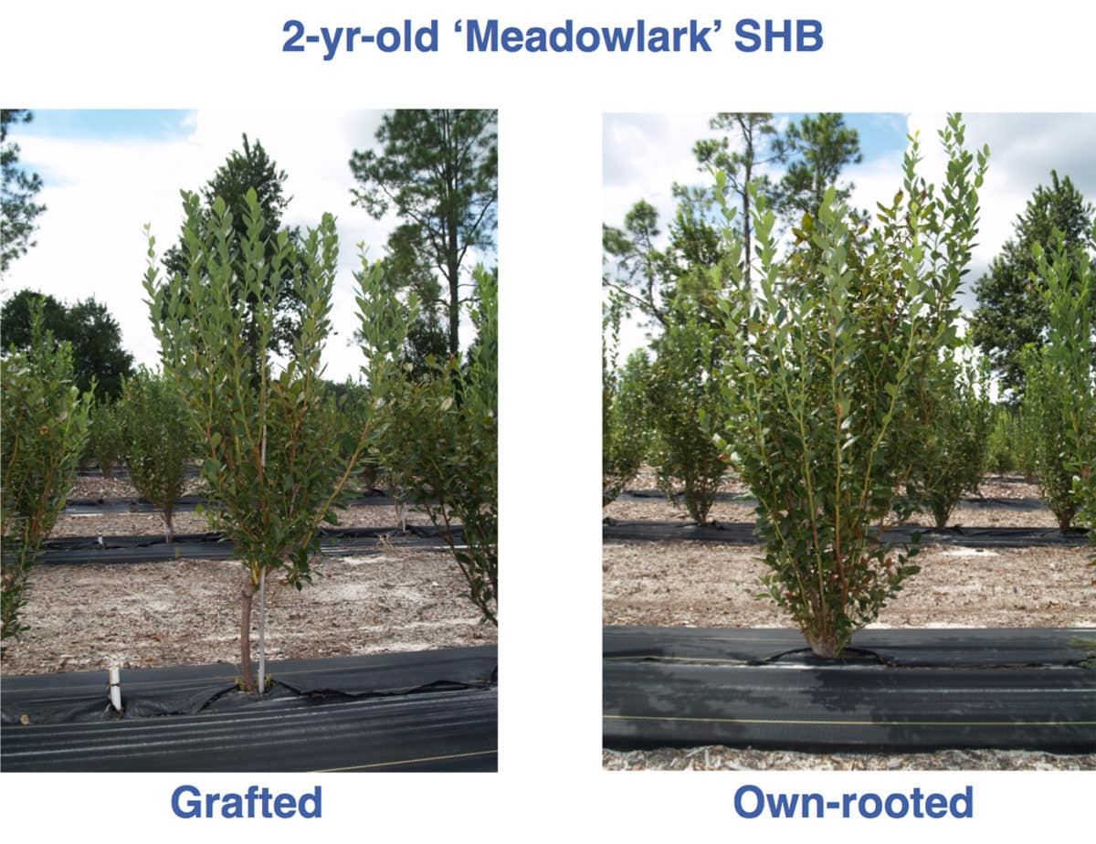 Two-year old blueberry plants. On the left is the standard Southern Highbush blueberry bush, and on the right the same plant grafted to the roots of sparkleberry, a tree species native to Florida. The single trunk is useful for machine harvesting the berries and the roots are well adapted for Florida soils.