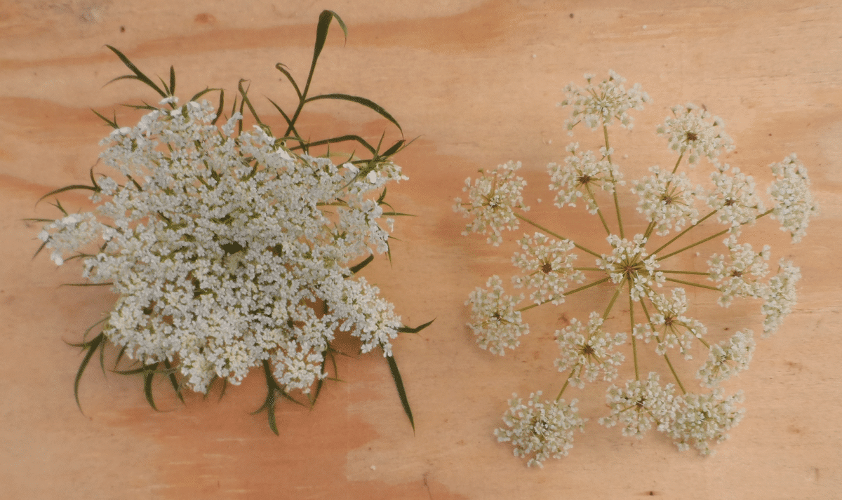 Now, Forager - Wild Carrot on the left, poisonous hemlock on the right. Issue 18 From Texas to Minnesota